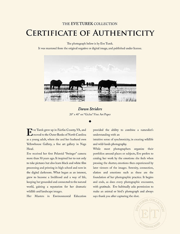 "Dawn Striders" by Eve Turek Photography