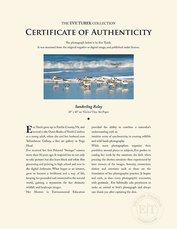 "Sanderling Relay" by Eve Turek Photography