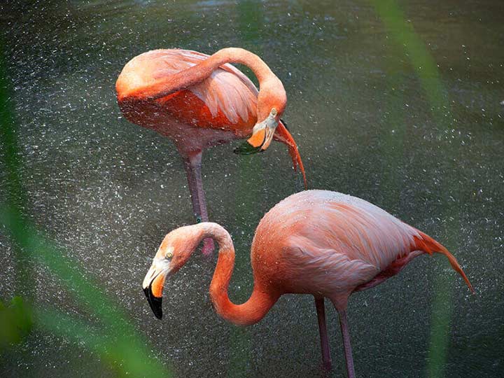 "Flamingos in Mist, New York 2012" by Christopher Petsos Photography-Artography Limited