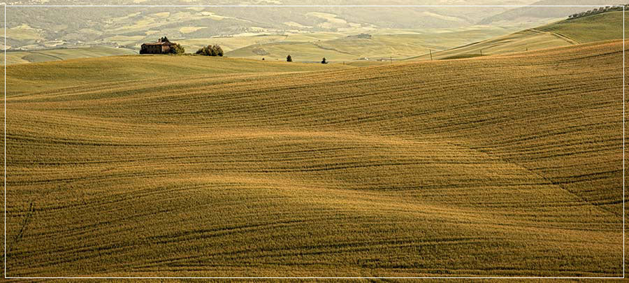 "Amber Waves" by Christopher Petsos Photography