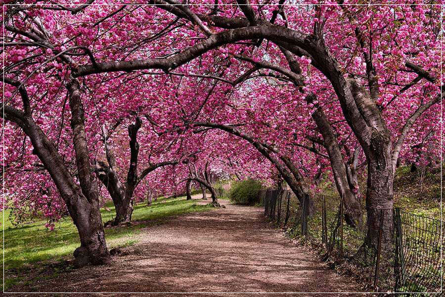 "Under the Cherry Bloom" Wall Art by Christopher Petsos