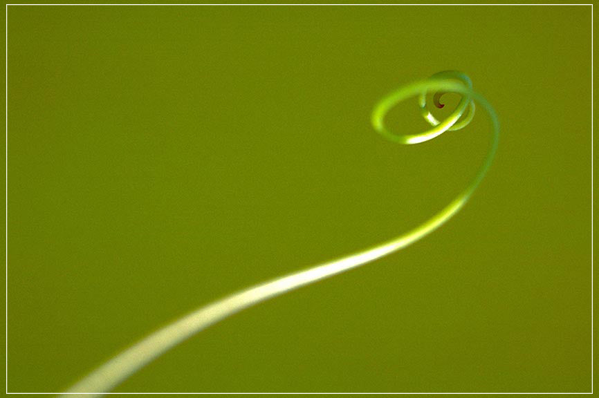 "Tendril" by Daniel Furon Photography-Artography Limited