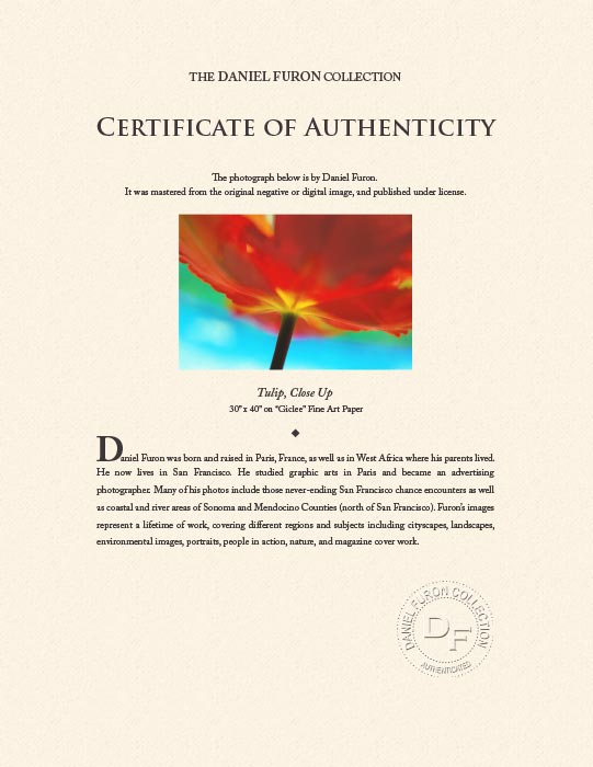 "Tulip, close up" by Daniel Furon Photography-Artography Limited