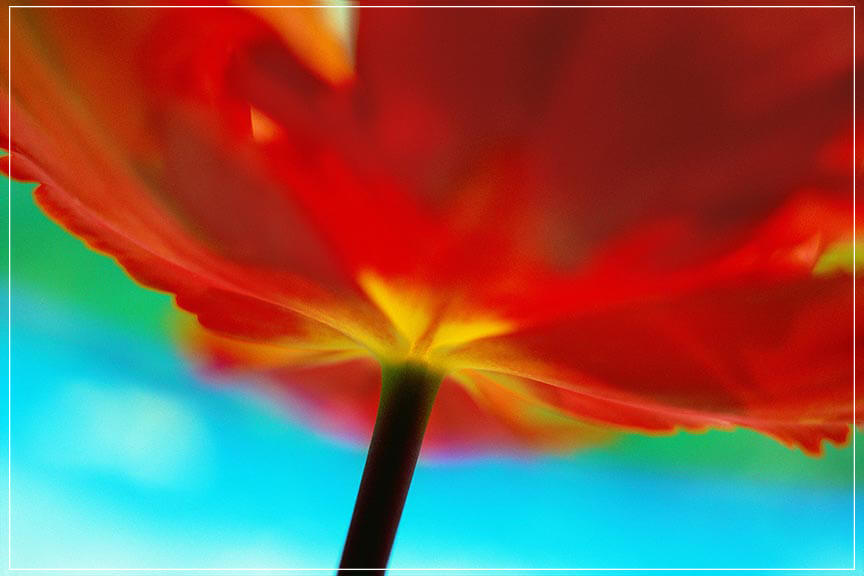 "Tulip, close up" by Daniel Furon Photography-Artography Limited