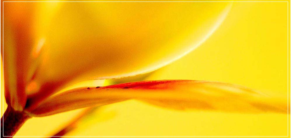 "Yellow Iris" by Daniel Furon Photography-Artography Limited