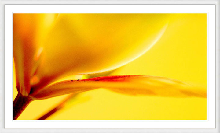 "Yellow Iris" by Daniel Furon Photography