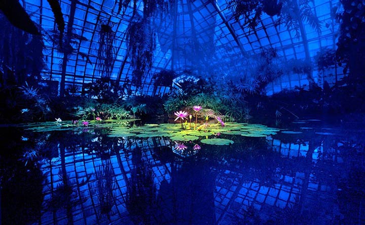 "Lotus in Blue Greenhouse" by Daniel Furon Photography