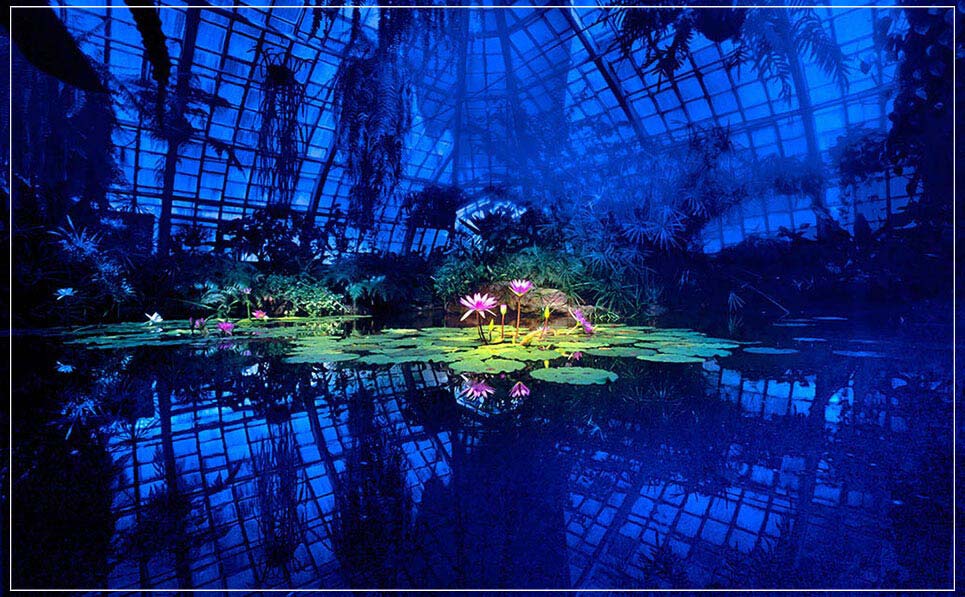 "Lotus in Blue Greenhouse" by Daniel Furon Photography-Artography Limited