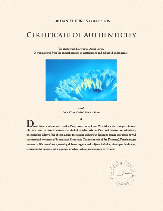 "Bud" by Daniel Furon Photography-Artography Limited