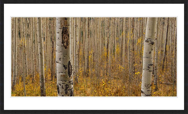 "Fall in the Birch Forest" by Dorte Verner Photography