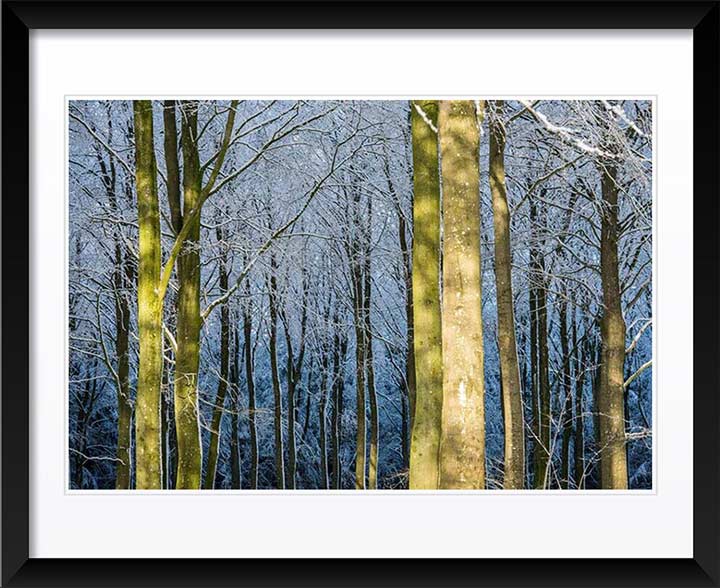 "Winter Light in the Forest" by Dorte Verner Photography