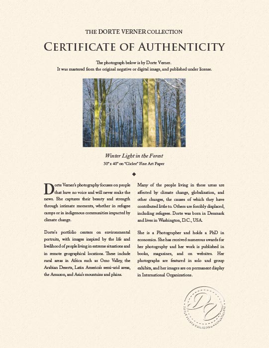 "Winter Light in the Forest" by Dorte Verner Photography-Artography Limited