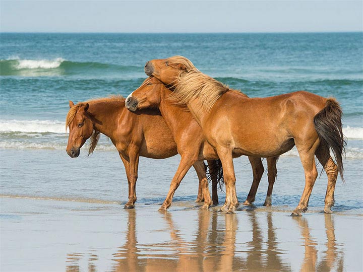 "My Tribe" by Eve Turek Photography