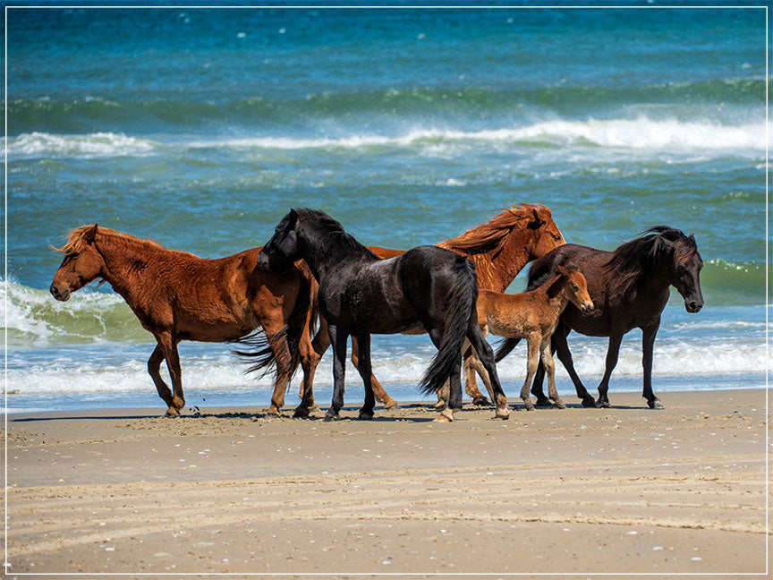 "Renzis Family" by Eve Turek Photography