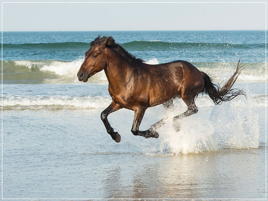 "Run Like The Wind" by Eve Turek Photography