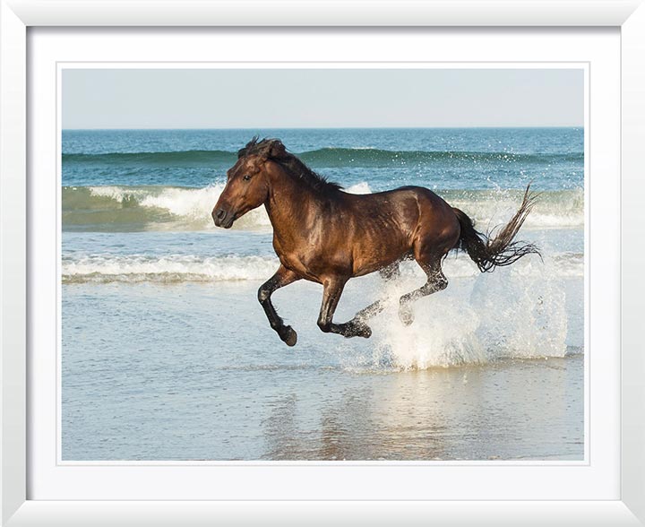 "Run Like The Wind" by Eve Turek Photography