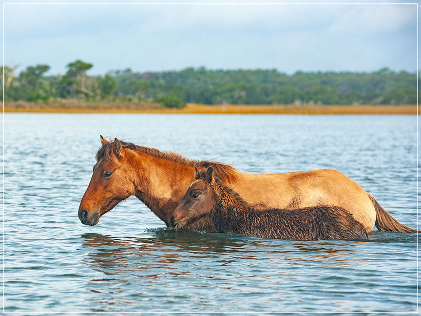 "Swim Practice" by Eve Turek Photography