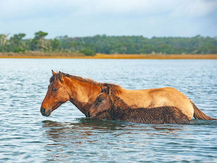 "Swim Practice" by Eve Turek Photography