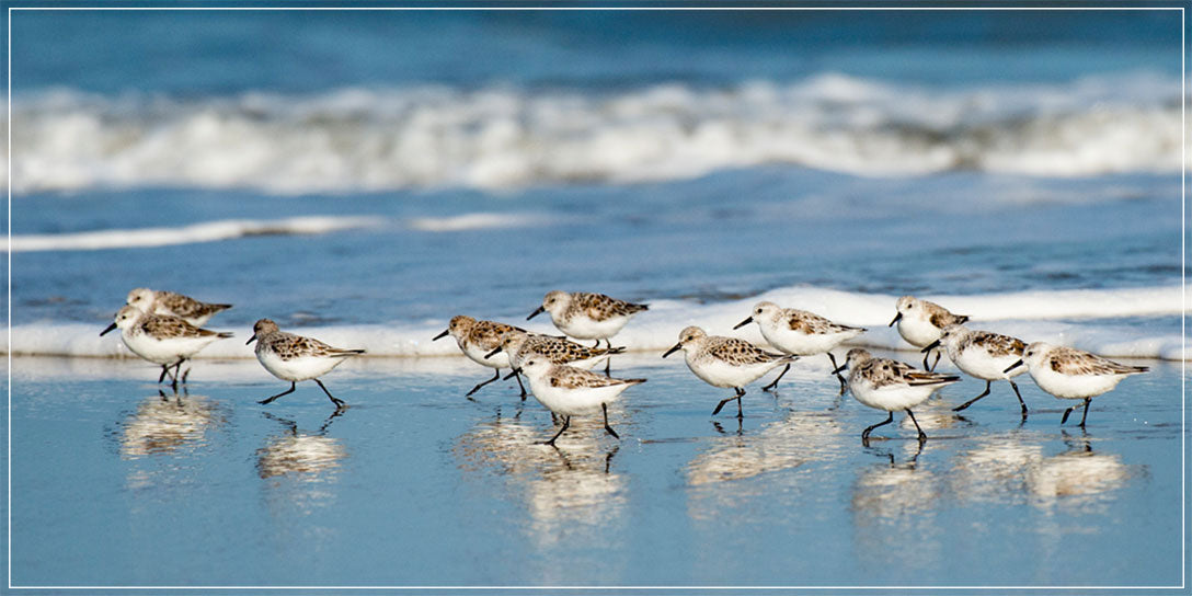 "Sanderling Relay" by Eve Turek Photography