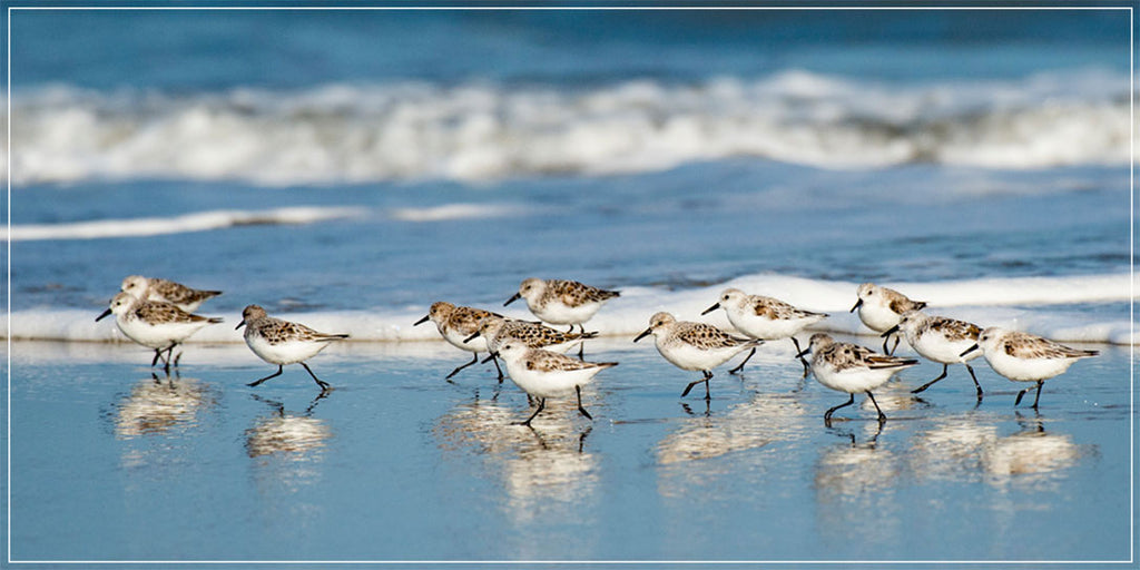 "Sanderling Relay" by Eve Turek Photography