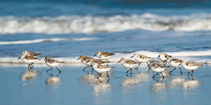 "Sanderling Relay" by Eve Turek Photography
