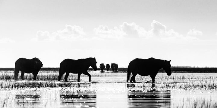 "Dawn Striders" by Eve Turek Photography