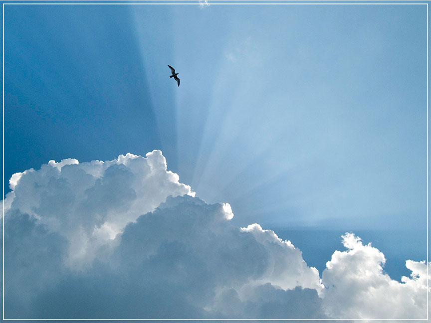 "Gull and Glory" by Eve Turek Photography