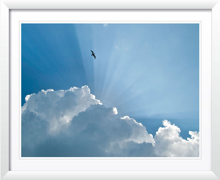 "Gull and Glory" by Eve Turek Photography