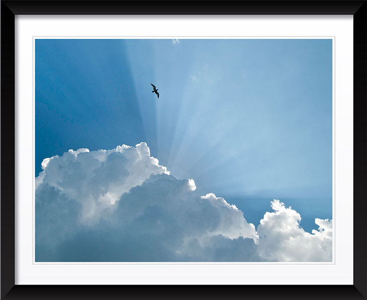 "Gull and Glory" by Eve Turek Photography