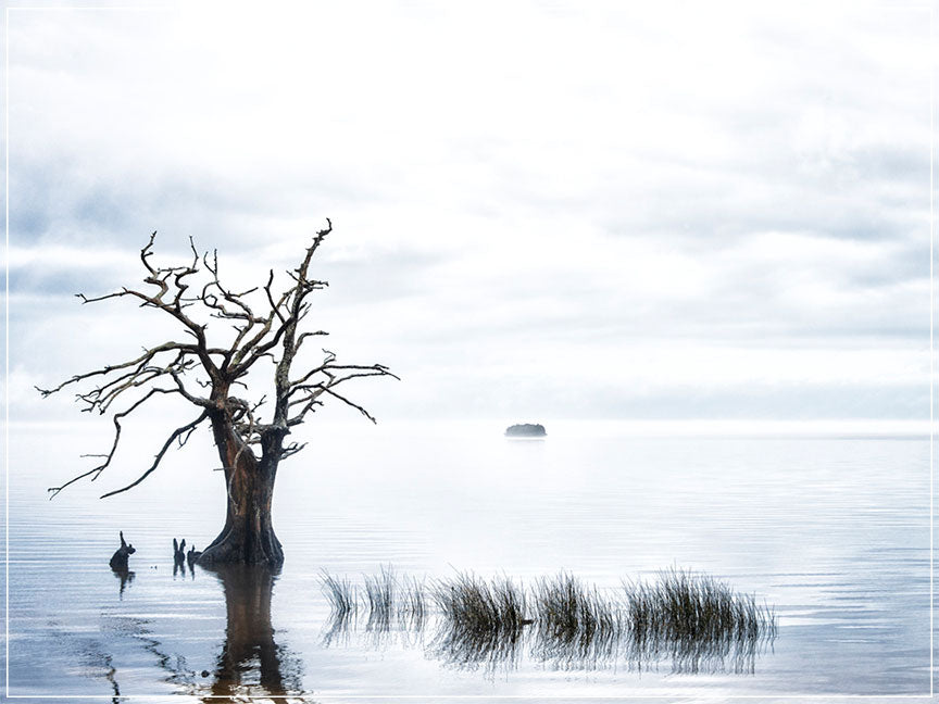 "Sentinel Cypress" by Eve Turek Photography
