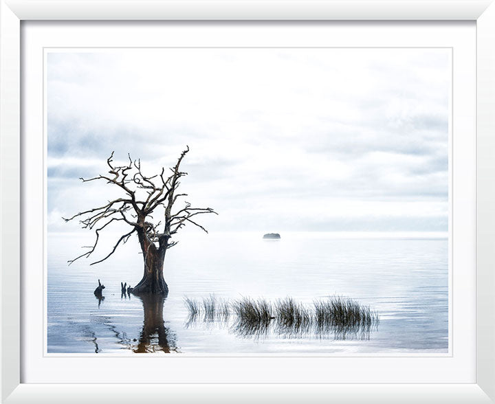 "Sentinel Cypress" by Eve Turek Photography