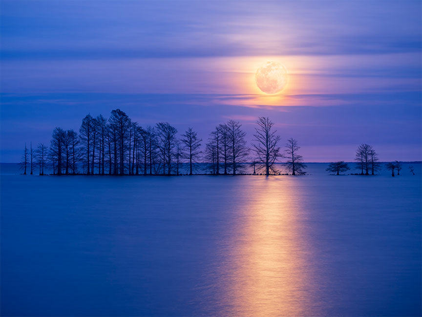 "Moonlight Sonata" by Eve Turek Photography