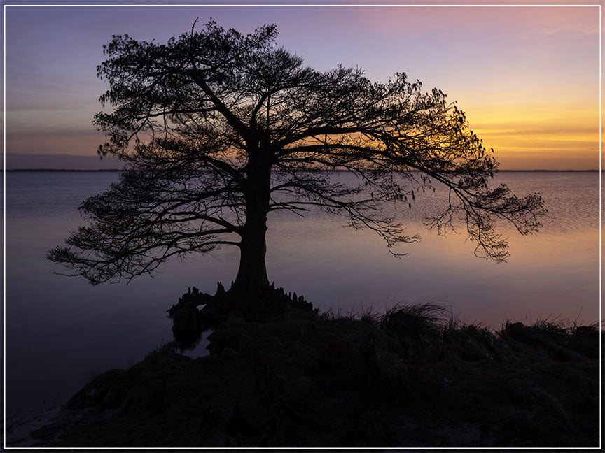 "Cypress Sunset" by Eve Turek Photography