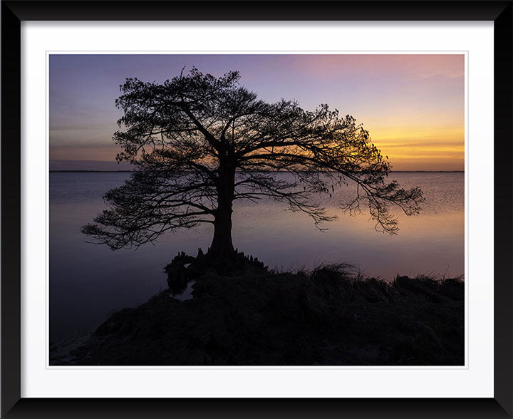 "Cypress Sunset" by Eve Turek Photography