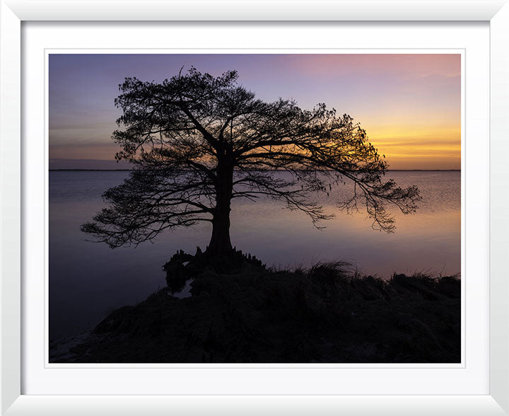 "Cypress Sunset" by Eve Turek Photography
