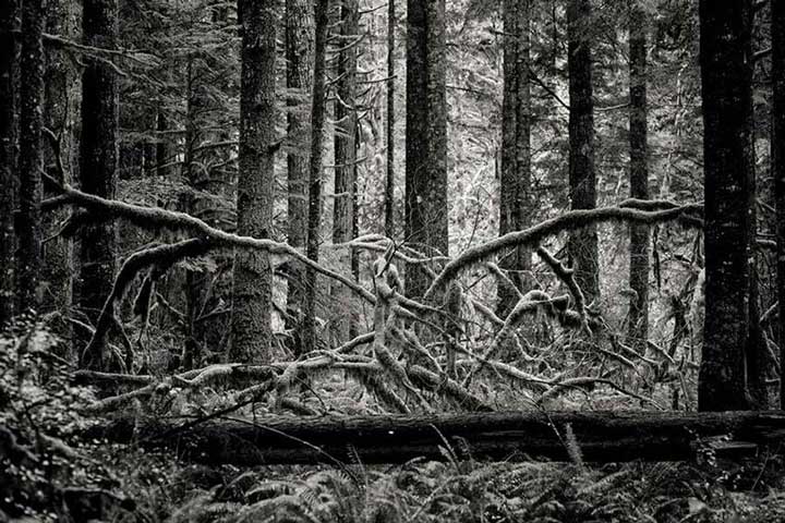 "Creature of the forest" by Joshua Johnston Photography