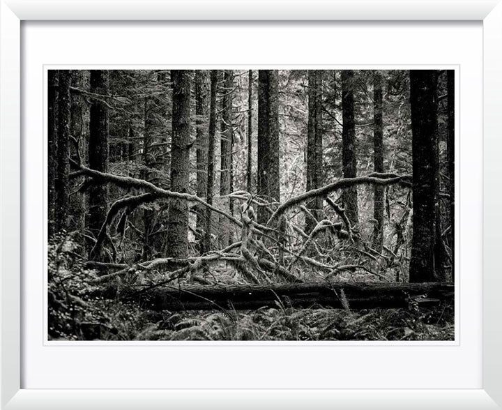 "Creature of the forest" by Joshua Johnston Photography