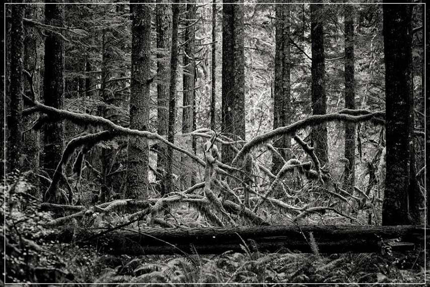 "Creature of the forest" by Joshua Johnston Photography-Artography Limited