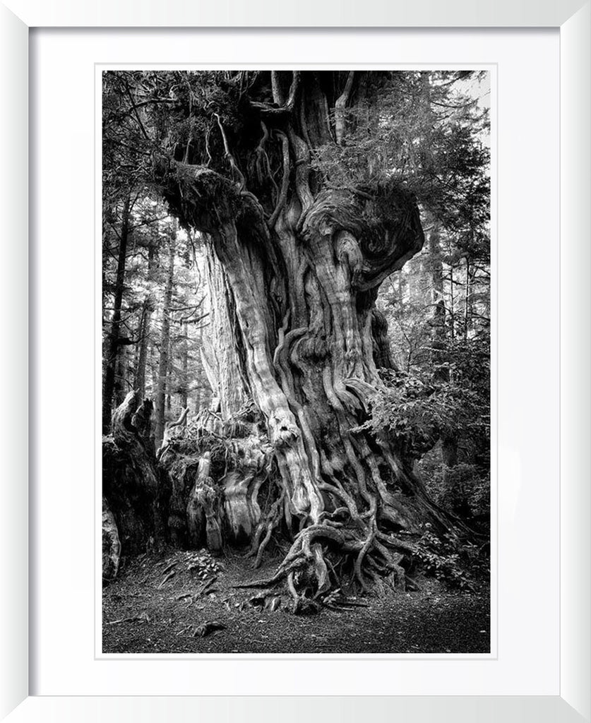 "Big Cedar" by Joshua Johnston Photography