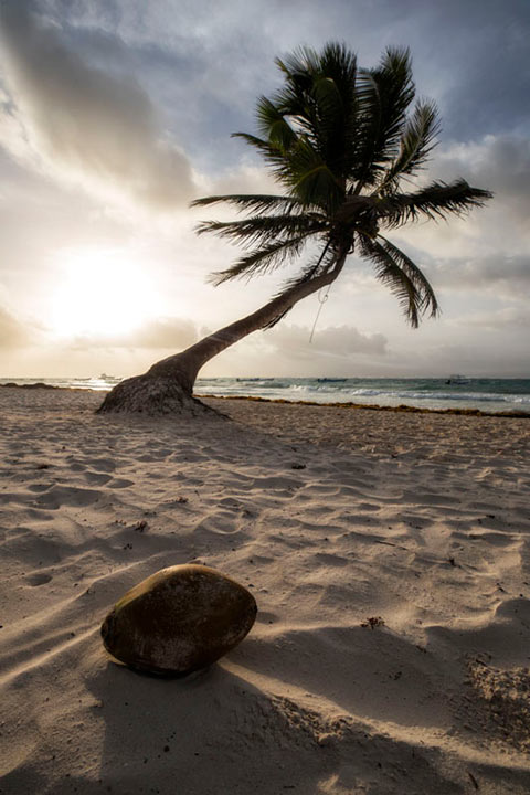 "Coconut Paradise" by Joshua Johnston Photography