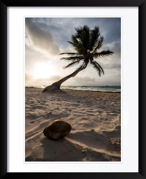 "Coconut Paradise" by Joshua Johnston Photography
