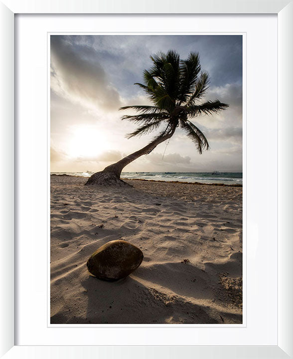 "Coconut Paradise" by Joshua Johnston Photography