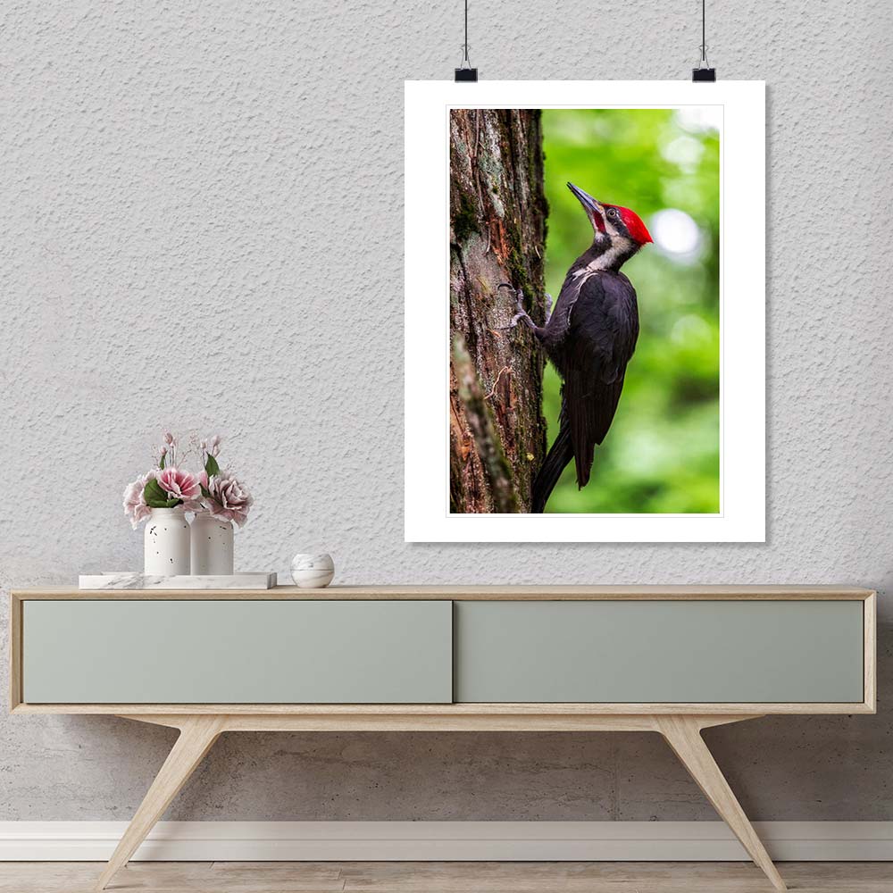 "Pileated Woodpecker" by Joshua Johnston Photography-Artography Limited