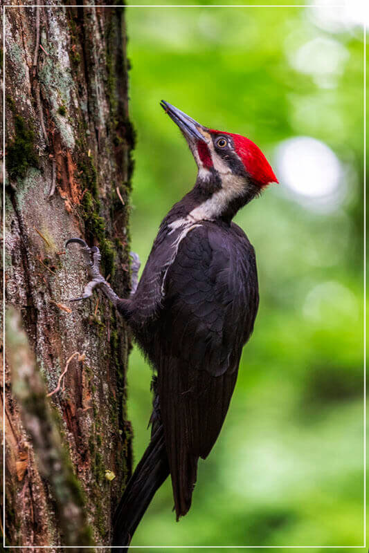 "Pileated Woodpecker" by Joshua Johnston Photography-Artography Limited