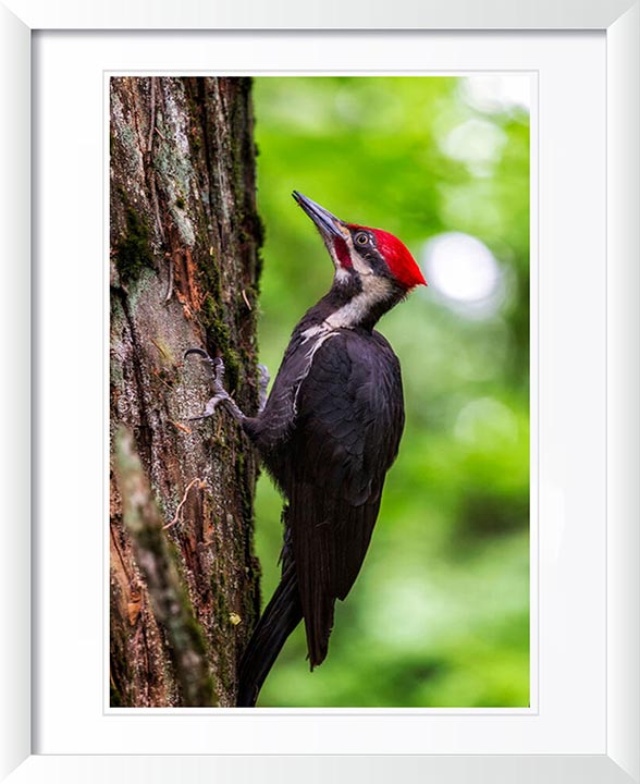 "Pileated Woodpecker" by Joshua Johnston Photography