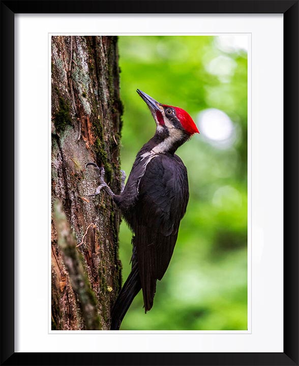 "Pileated Woodpecker" by Joshua Johnston Photography