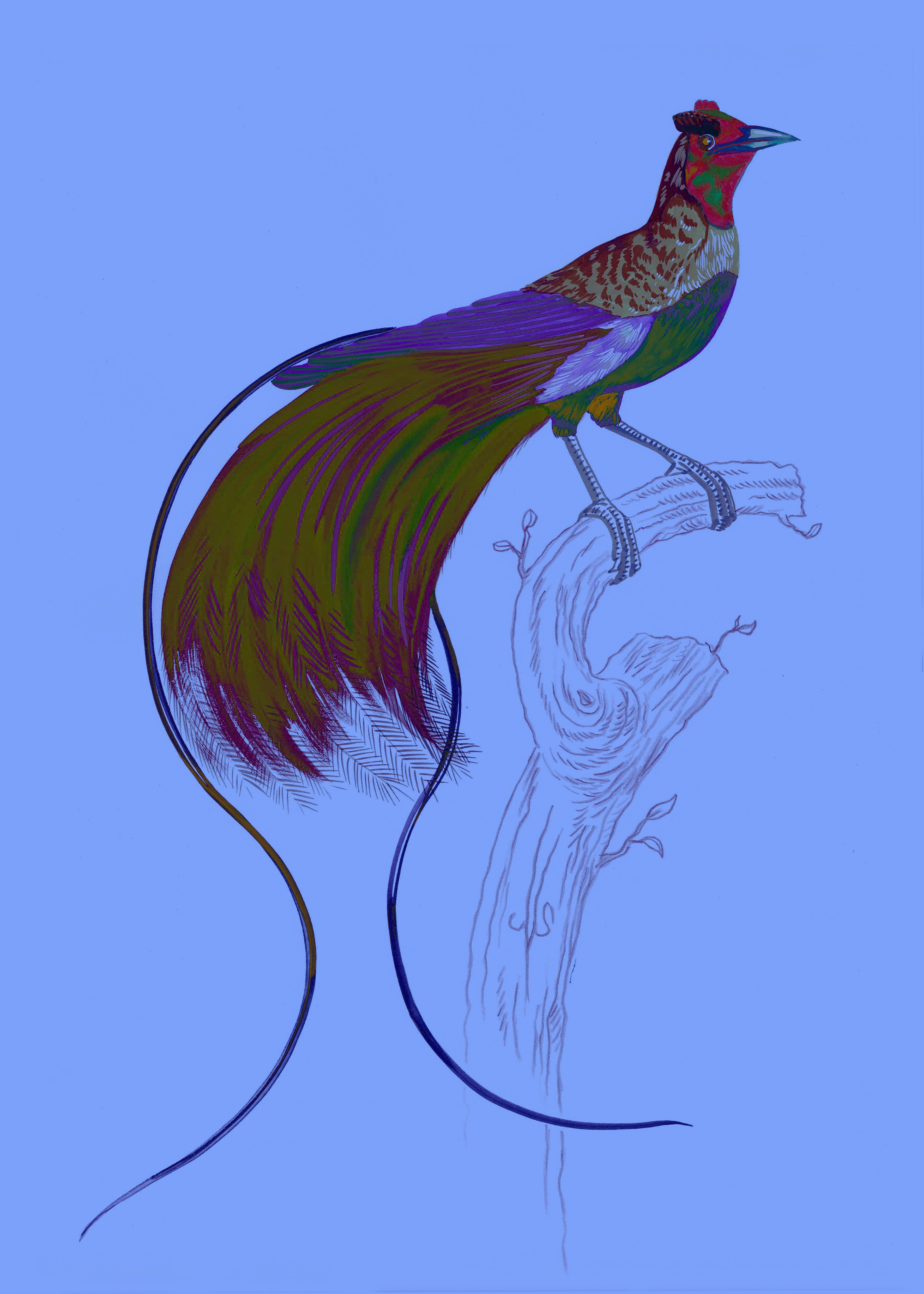 "Kid Creole 3" by Metin Salih