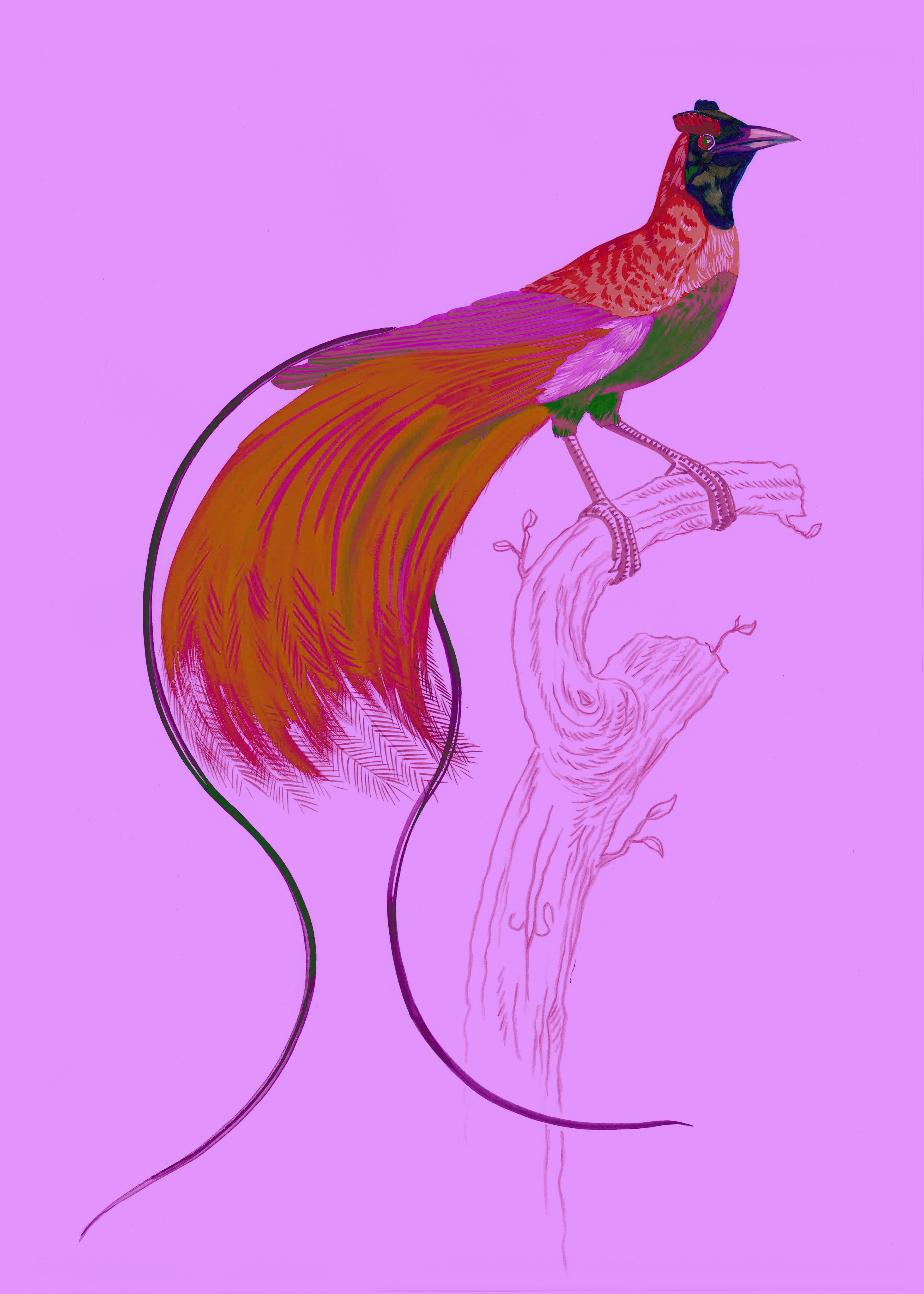 "Kid Creole 5" by Metin Salih