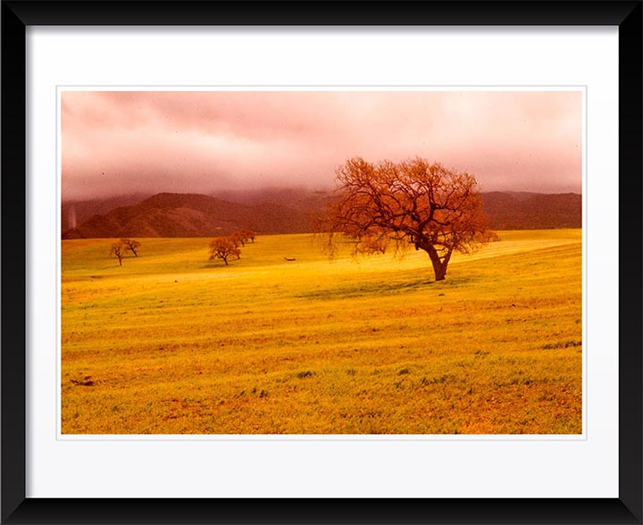 "Cloudy Trees" by Robert Manno Photography