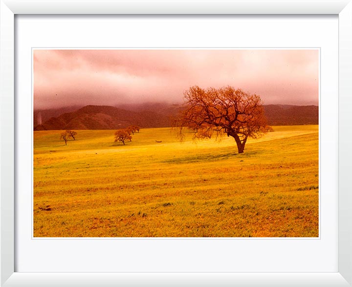 "Cloudy Trees" by Robert Manno Photography